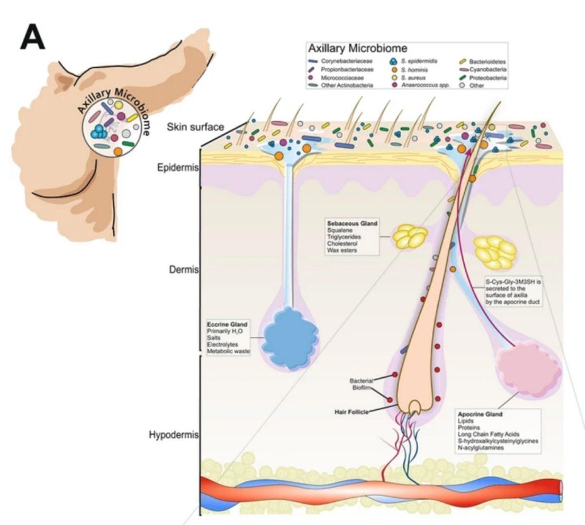 Bilim İnsanları, İnsanı Hayattan Soğutan Ter Kokusunun Kaynağını Keşfetti