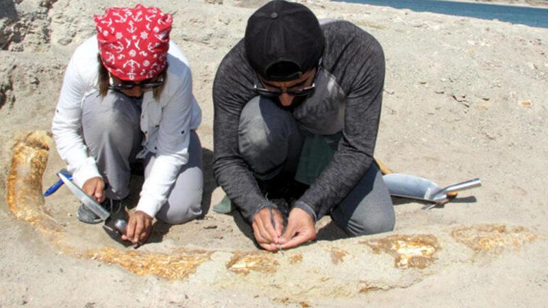 Kayseri’de 50 Metre Aralıklarla 7,5 Milyon Yıllık 2 Choerolophodon Fosili Bulundu