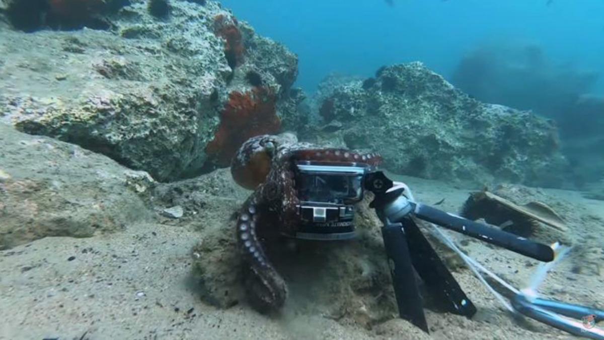 Bir Ahtapotun GoPro Kamerayı Çalmaya Çalıştığı Anlar (Video)