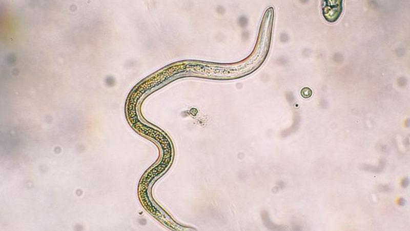 Bilim İnsanları, Parazitler Tamamen Yok Olmadan Önce Harekete Geçmemiz Gerektiğini Söyledi