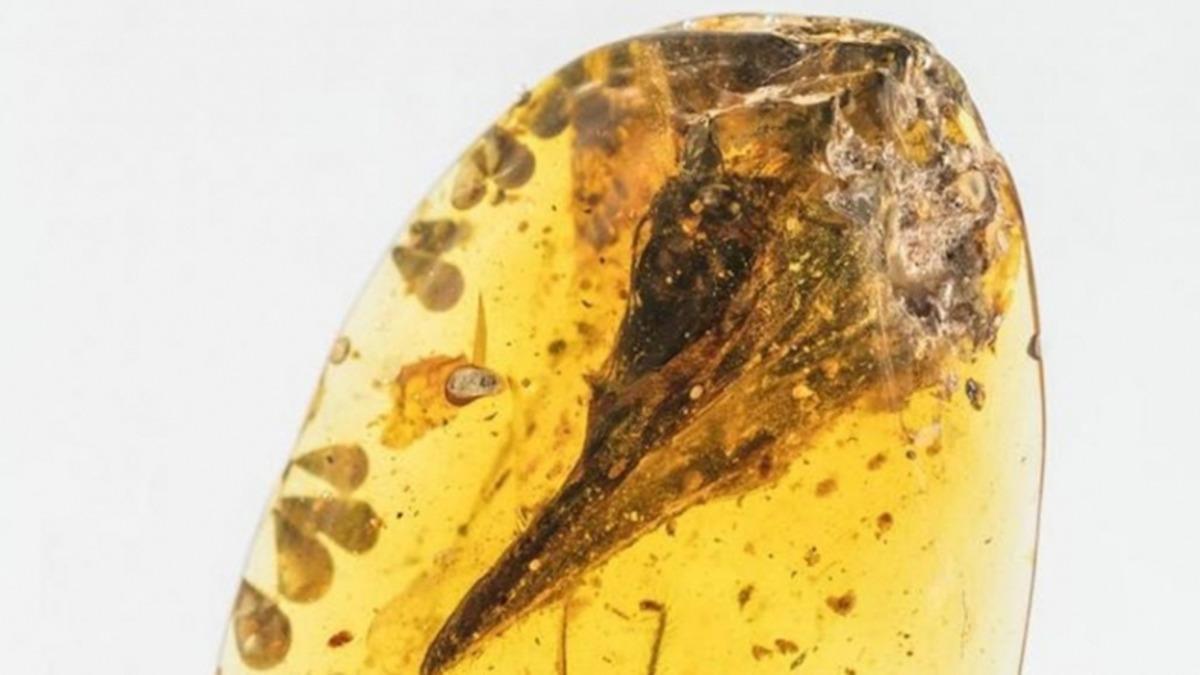 ’Dünyanın En Küçük Dinozoru’ Denilen Fosil, Meğer Bir Kertenkeleye Aitmiş