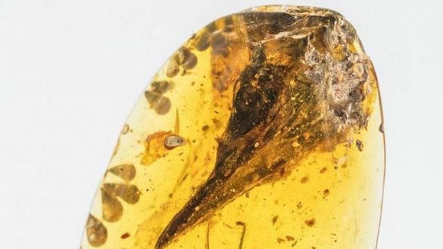 ’Dünyanın En Küçük Dinozoru’ Denilen Fosil, Meğer Bir Kertenkeleye Aitmiş