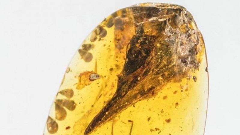 ’Dünyanın En Küçük Dinozoru’ Denilen Fosil, Meğer Bir Kertenkeleye Aitmiş