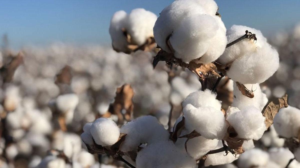 Bilim İnsanları, Laboratuvar Ortamında Renkli Pamuk Üretmeyi Başardı