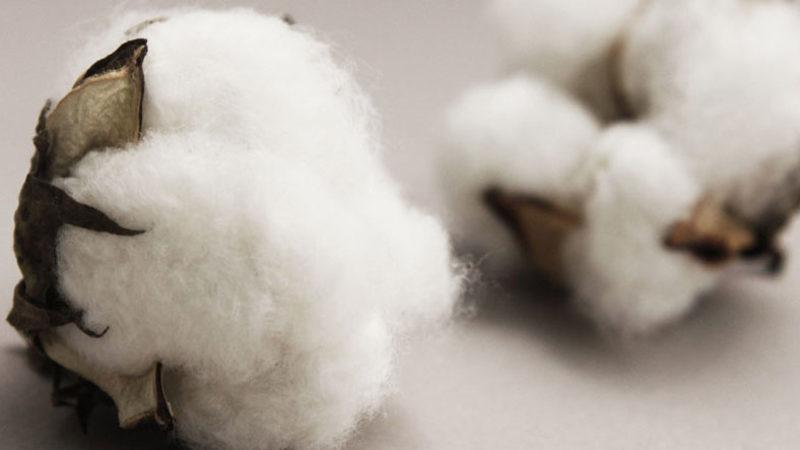 Bilim İnsanları, Laboratuvar Ortamında Renkli Pamuk Üretmeyi Başardı