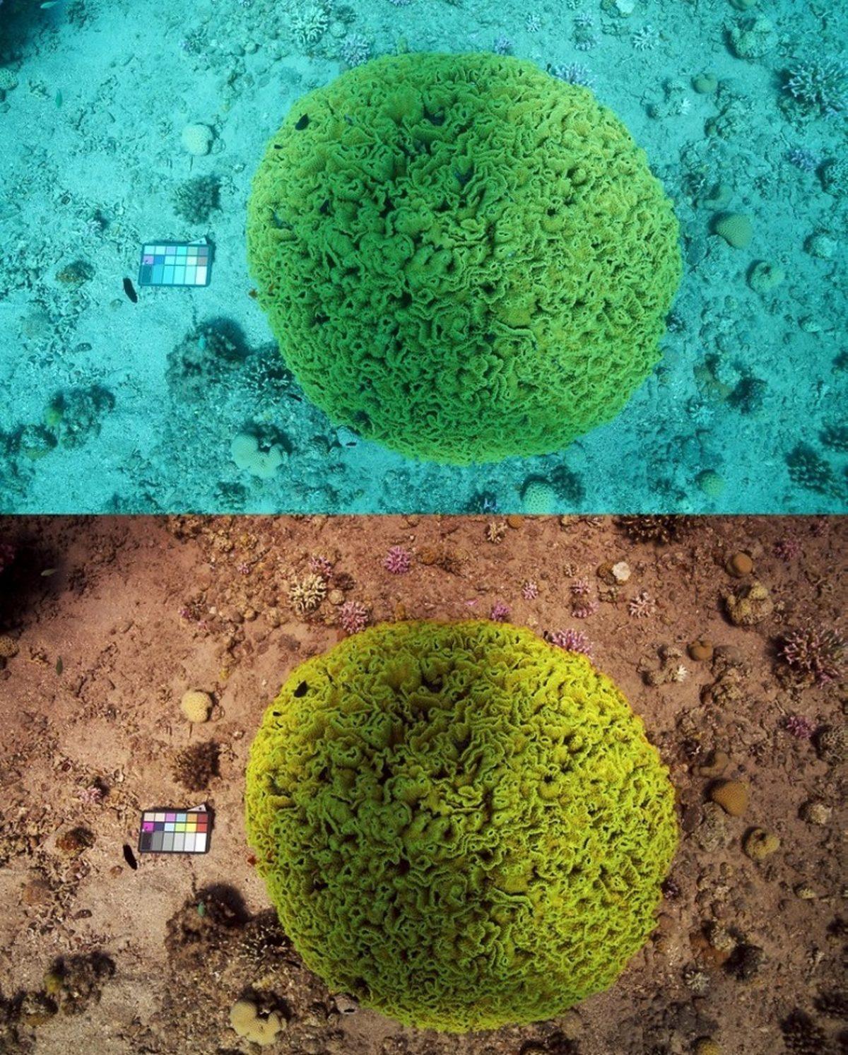 Türk Bilim İnsanı, Sualtı Fotoğraflarından Suyu Kaldıran Bir Algoritma Geliştirdi