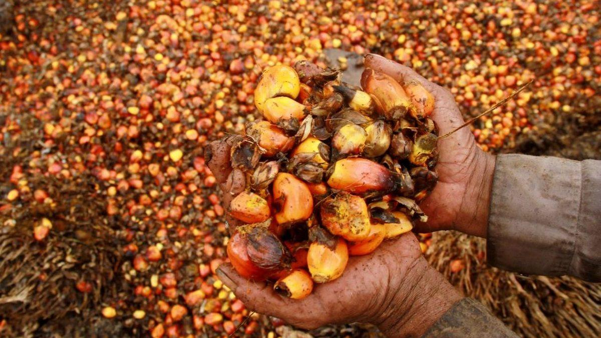 Palm Yağı ve Zararları Nedir, Hangi Gıdalarda Bulunur?