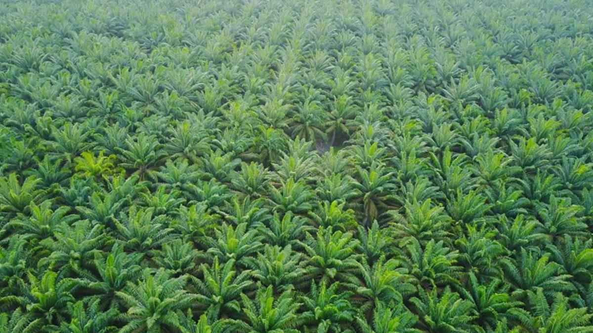 Palm Yağı ve Zararları Nedir, Hangi Gıdalarda Bulunur?