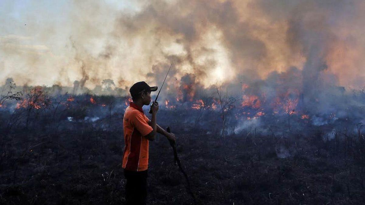 Palm Yağı ve Zararları Nedir, Hangi Gıdalarda Bulunur?