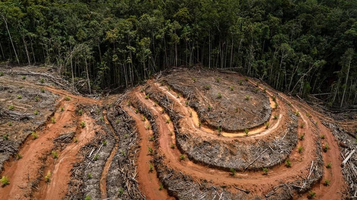 Palm Yağı ve Zararları Nedir, Hangi Gıdalarda Bulunur?