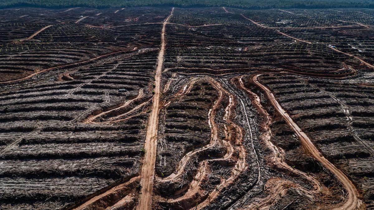 Palm Yağı ve Zararları Nedir, Hangi Gıdalarda Bulunur?