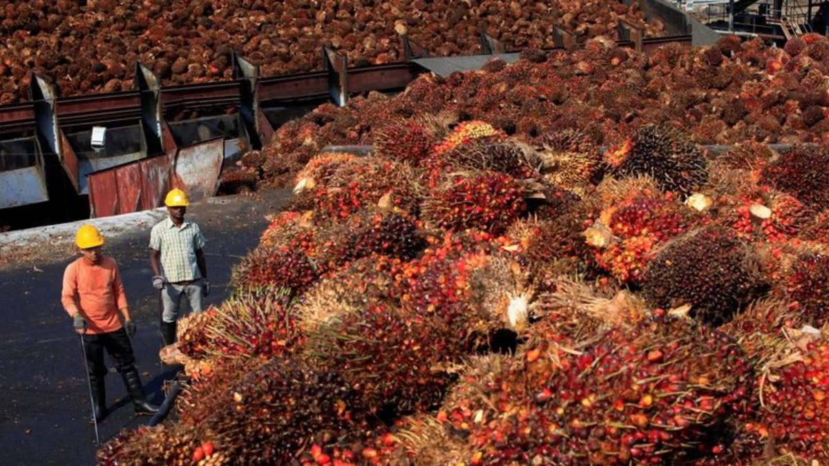 Palm Yağı ve Zararları Nedir, Hangi Gıdalarda Bulunur?