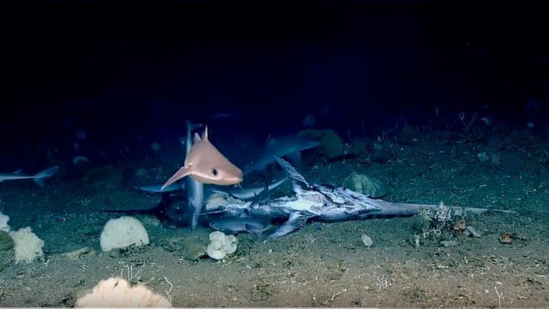 Araştırmacılar, Derin Denizde Oldukça Nadir Rastlanan Bir Olayı Kaydettiler