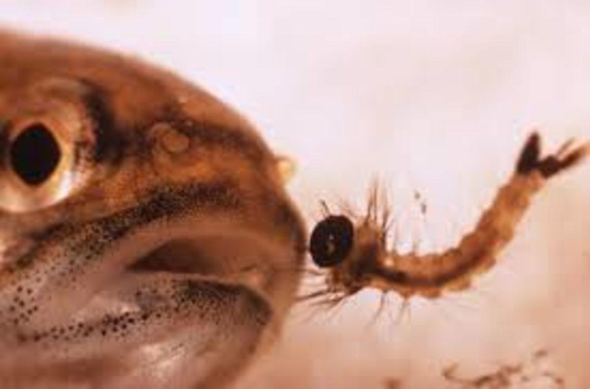 Antidepresan Atıklar Balıkların Davranışlarını Etkiliyor