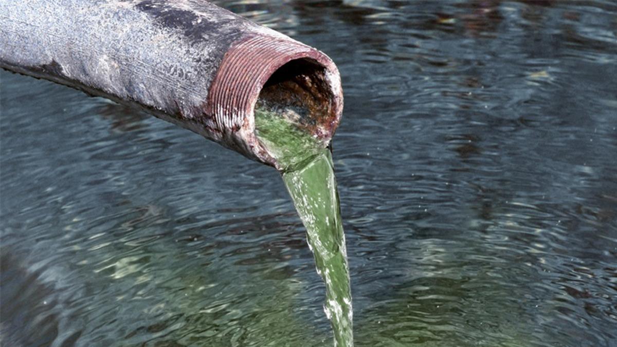 Antidepresan Atıklar Balıkların Davranışlarını Etkiliyor