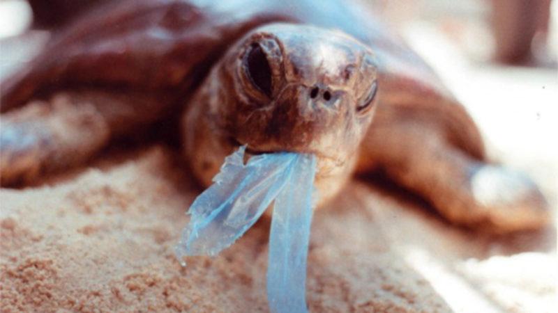 Türk Üniversite Öğrencisi, Hayvanların da Yiyebildiği Plastik Malzeme Geliştirdi