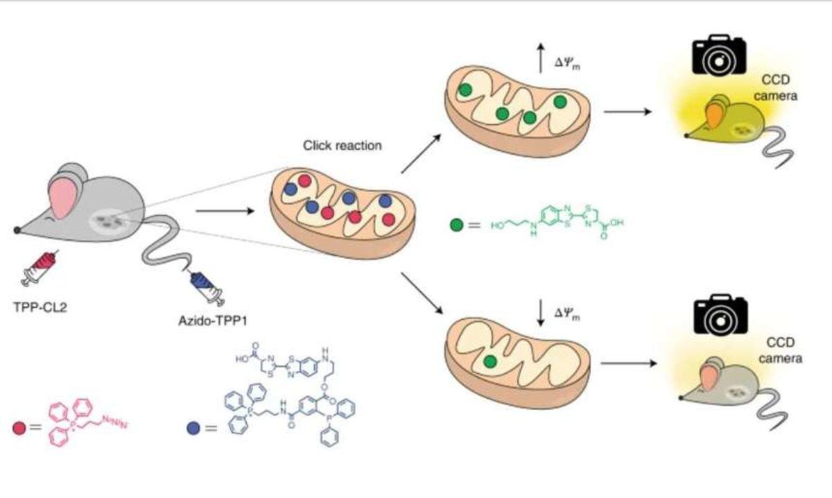 İsviçreli Bilim İnsanları, Karanlıkta Parlayan Gerçek Fare Üretti