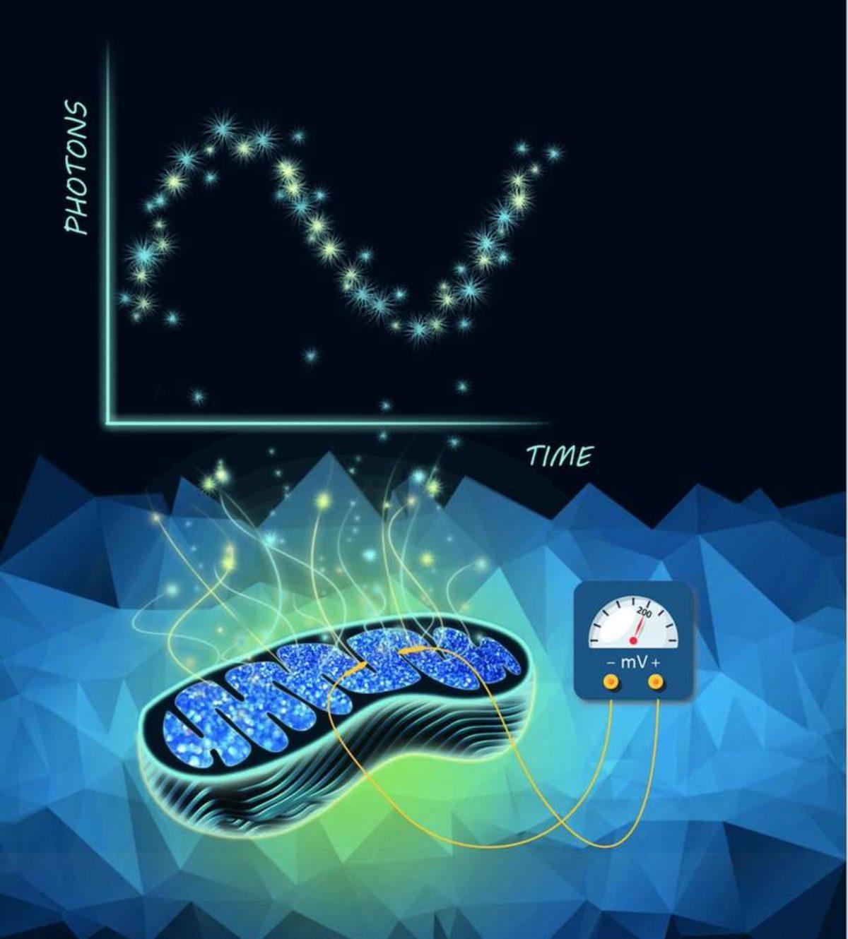 İsviçreli Bilim İnsanları, Karanlıkta Parlayan Gerçek Fare Üretti