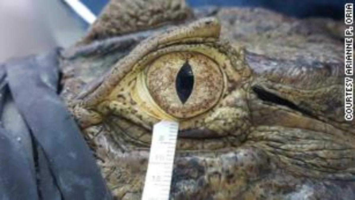 Kuş, Sürüngen ve İnsan Gözyaşlarının Benzediği Ortaya Çıktı