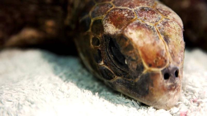 Kuş, Sürüngen ve İnsan Gözyaşlarının Benzediği Ortaya Çıktı