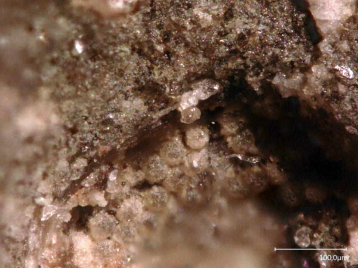 429 Milyon Yaşındaki Trilobitin Gözü Korunmuş Hâlde Bulundu