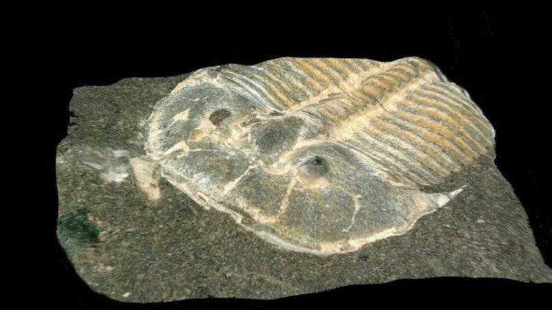 429 Milyon Yaşındaki Trilobitin Gözü Korunmuş Hâlde Bulundu