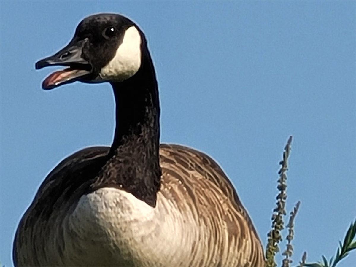 Samsung Galaxy Note20 Ultra’nın Çektiği Nefes Kesen 50 Kat Zumlu Fotoğraflar