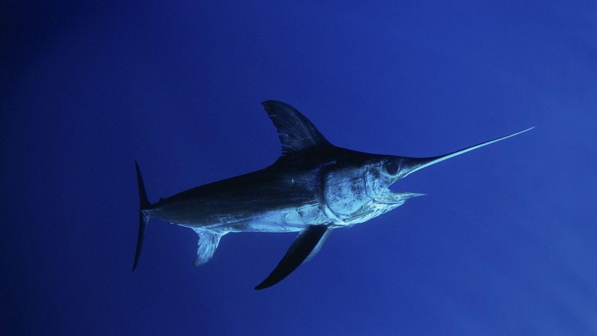 Araştırmalara Göre Marmara Denizi’nde 19, Karadeniz’de 17 Balık Türünün Soyu Tükendi