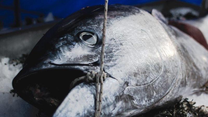 Araştırmalara Göre Marmara Denizi’nde 19, Karadeniz’de 17 Balık Türünün Soyu Tükendi