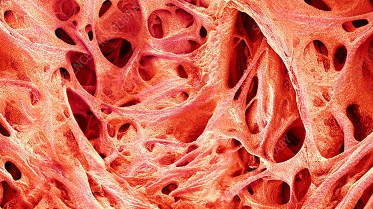 Leonardo da Vinci’nin 500 Yıl Önce Çizdiği Bir Kalp Parçasının İşlevi Ancak Bugün Keşfedildi