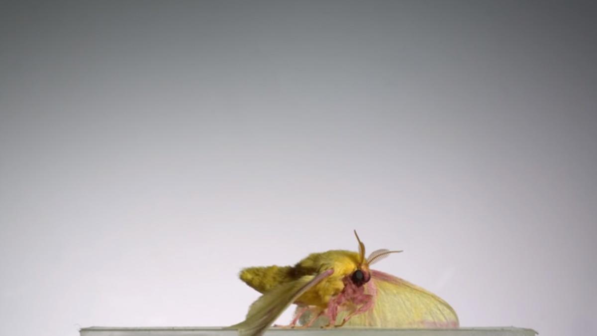 Göz Açıp Kapayıncaya Kadar Kaybolan Böcekler, 3.200 FPS’de Kayıt Altına Alındı (Video)