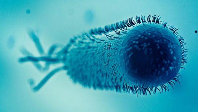 Bakterilerin Ölürken Komşularını Uyarmak İçin Kimyasal Bir ’Çığlık’ Attığı Keşfedildi