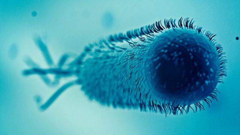 Bakterilerin Ölürken Komşularını Uyarmak İçin Kimyasal Bir ’Çığlık’ Attığı Keşfedildi