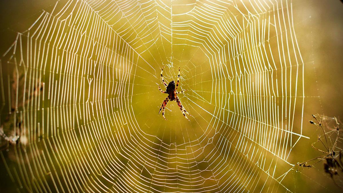 Örümcekler, Neden Kendi Ağlarına Yakalanmazlar?