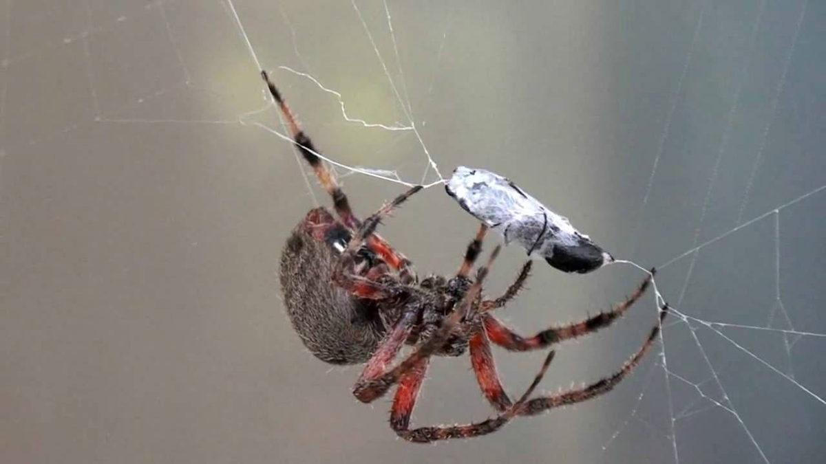 Örümcekler, Neden Kendi Ağlarına Yakalanmazlar?