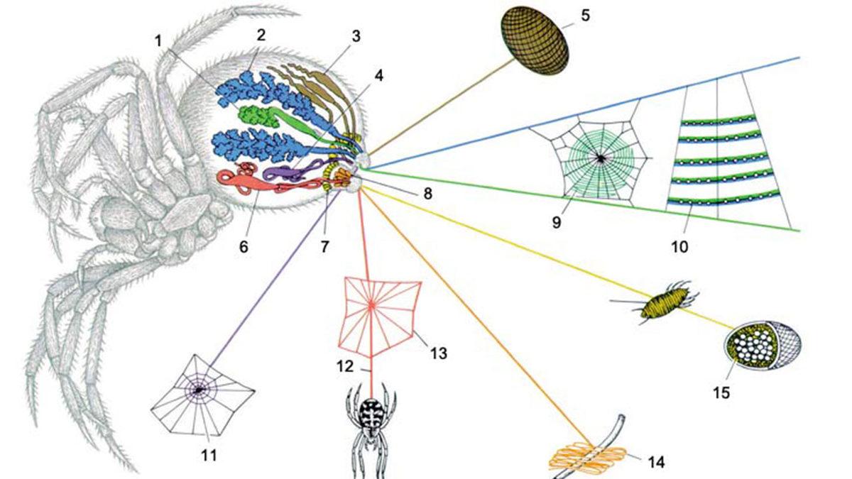 Örümcekler, Neden Kendi Ağlarına Yakalanmazlar?