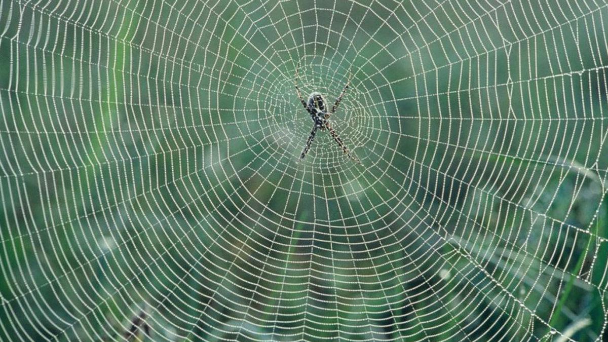 Örümcekler, Neden Kendi Ağlarına Yakalanmazlar?