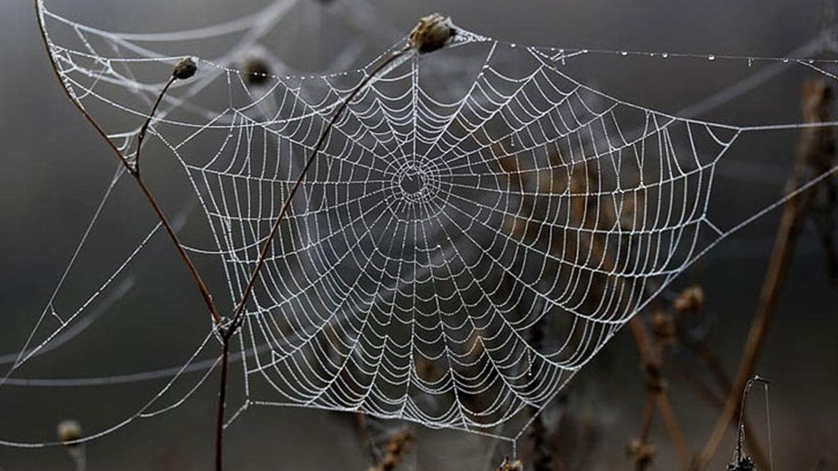 Örümcekler, Neden Kendi Ağlarına Yakalanmazlar?