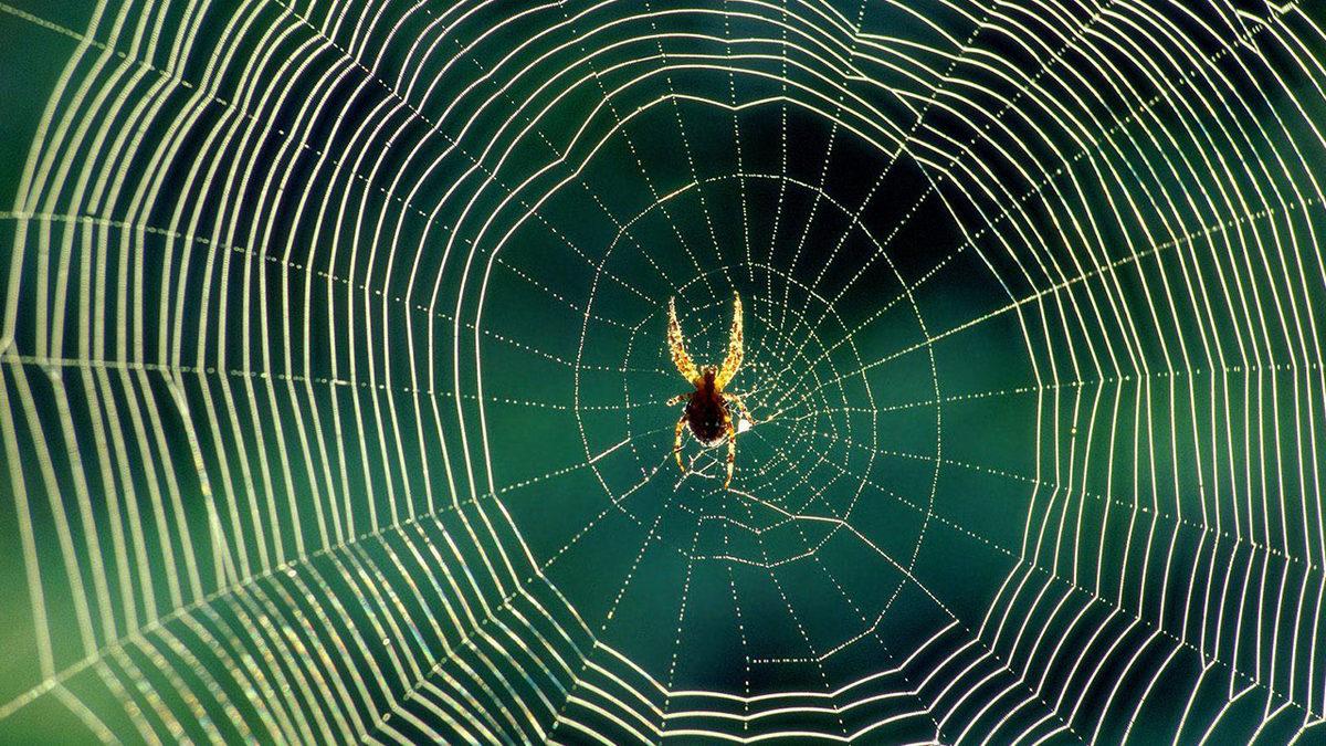 Örümcekler, Neden Kendi Ağlarına Yakalanmazlar?