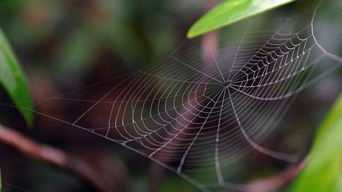 Örümcekler, Neden Kendi Ağlarına Yakalanmazlar?