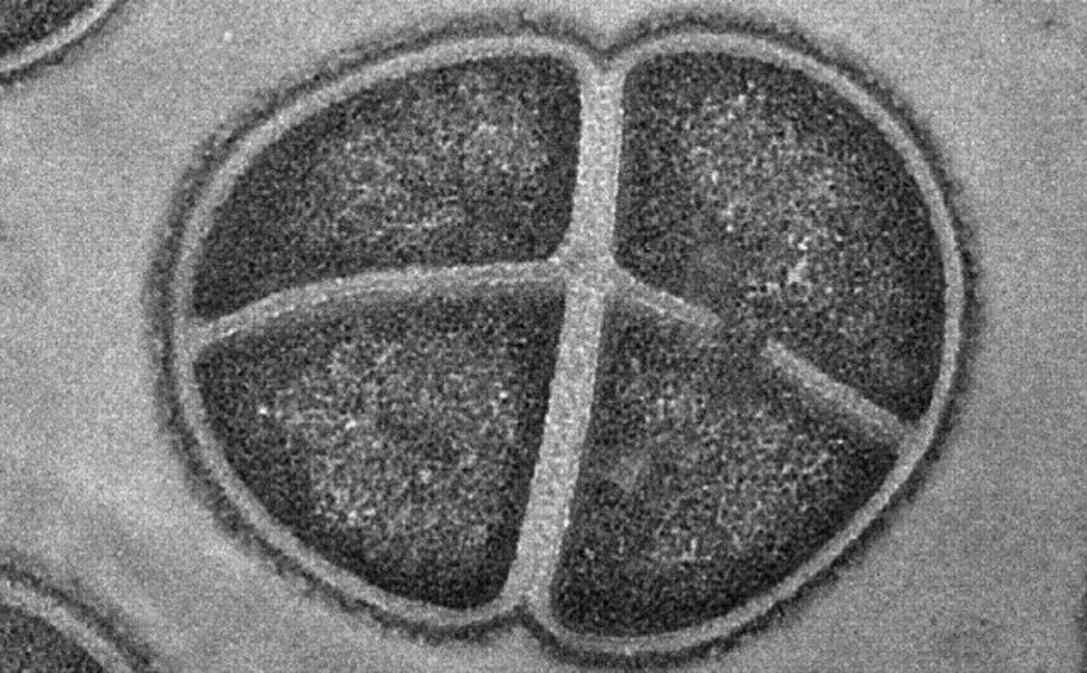 Bir Bakteri Kolonisinin Uzayda 45 Yıla Kadar Hayatta Kalabileceği Keşfedildi