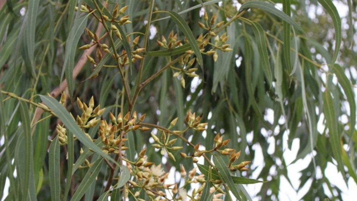 Sivrisinek Kovucu Spreylerdeki Bir Maddenin Koronavirüsü Yok Ettiği Keşfedildi