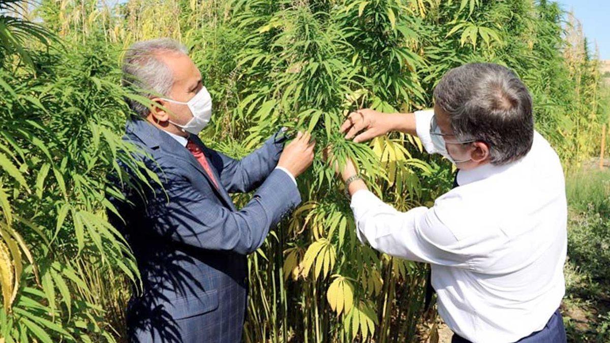 Yerli Otomobilin Bataryası İçin Yozgat’ta Kenevir Ekildi, Çalışmalar Başladı