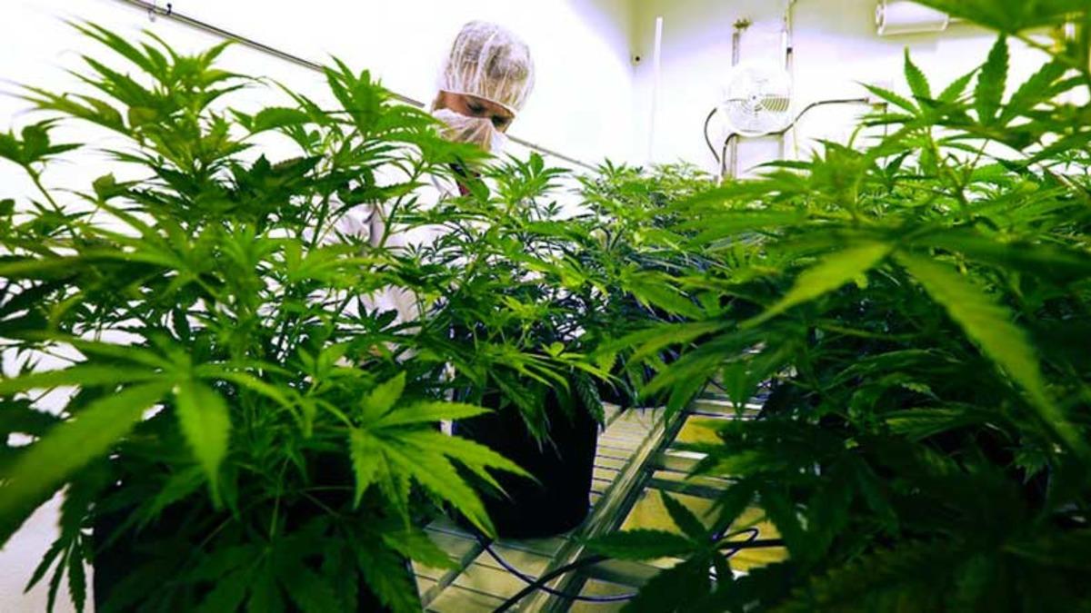 Yerli Otomobilin Bataryası İçin Yozgat’ta Kenevir Ekildi, Çalışmalar Başladı