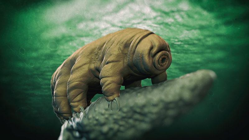 Su Ayıları, Dünyadaki En Yok Edilemez Hayvan Türü mü? Sağlam Bir Rakipleri Var