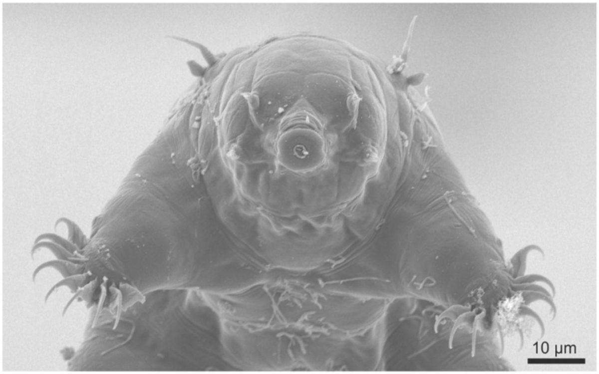 Su Ayıları, Dünyadaki En Yok Edilemez Hayvan Türü mü? Sağlam Bir Rakipleri Var