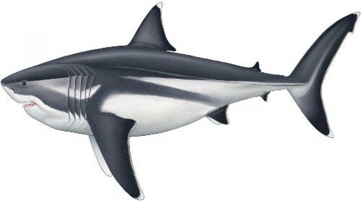 Megalodon Köpekbalıklarının Boyunun 16 Metreyi Bulabildiği Ortaya Çıktı