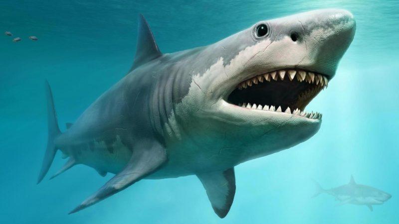 Megalodon Köpekbalıklarının Boyunun 16 Metreyi Bulabildiği Ortaya Çıktı