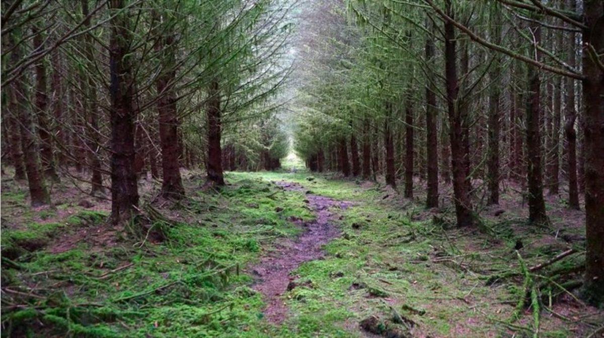 Bitkilerin İnsan Cesedi Yakınında Büyüdüğünde Garip Bir Şey Yaptığı Keşfedildi