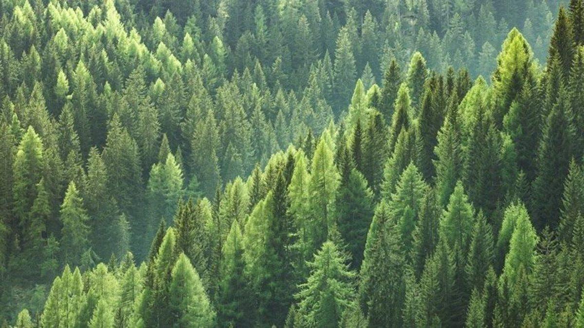 Bitkilerin İnsan Cesedi Yakınında Büyüdüğünde Garip Bir Şey Yaptığı Keşfedildi